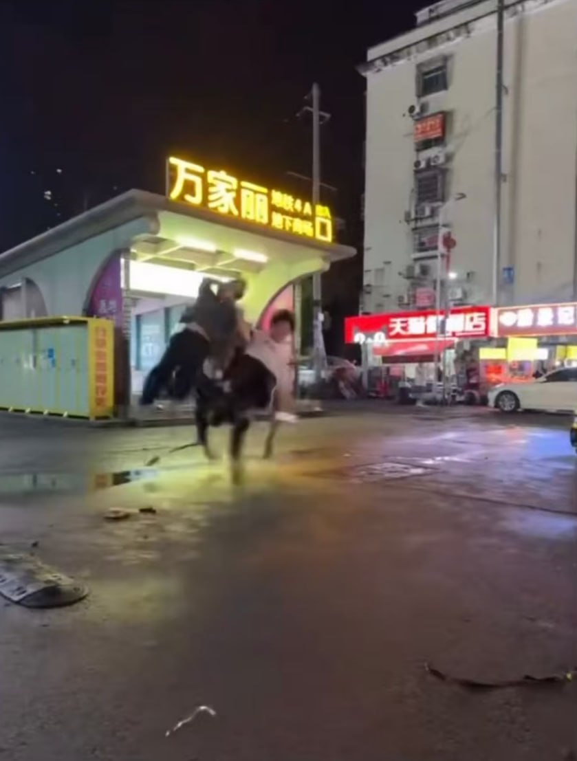 热议｜湖南长沙万家丽地铁口发生惊人一幕，一头牛突然发狂撞向路人，两名小伙直配图 1