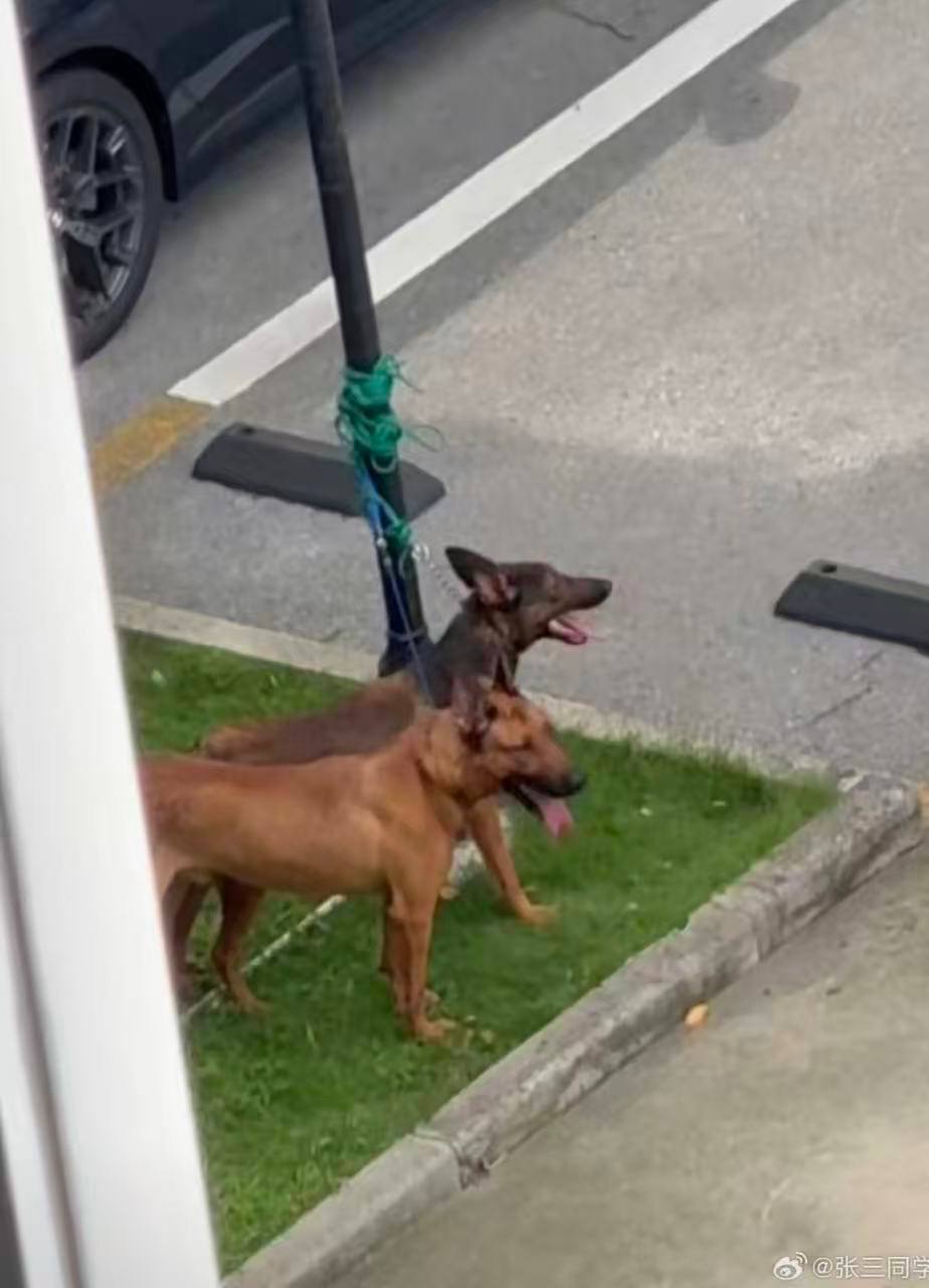 热议|7月8日晚间,上海警方通报两犬撕咬幼童拖行:男童无生命危险, 犬主被配图 1