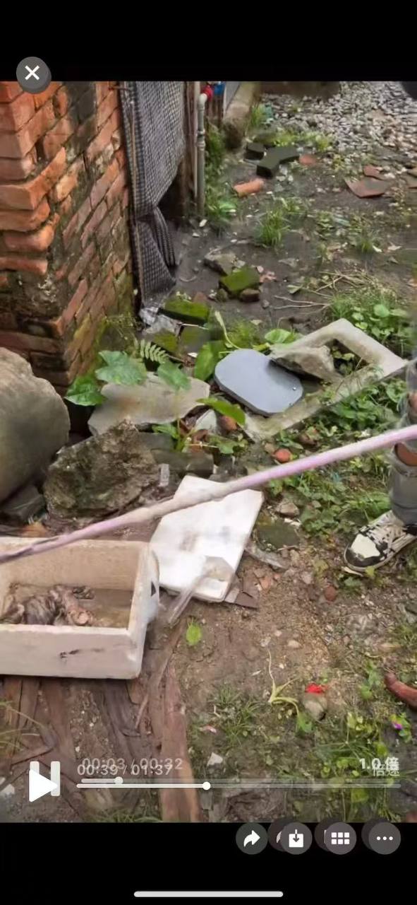 热议｜这些精神小伙为了流量 孽待猫引发讨论，时间线与后续进展梳理配图 7